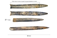 Pachybelemnopsis roettingensis
